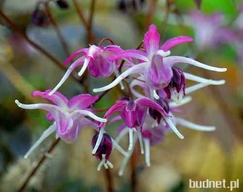 Epimedium Fioletowe Lilafee 